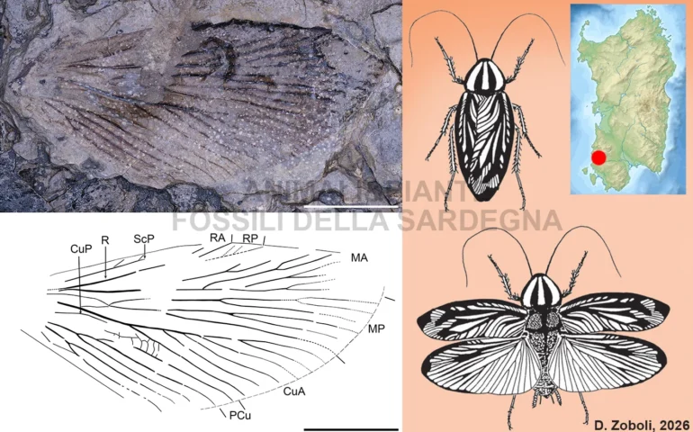 antico insetto sardo