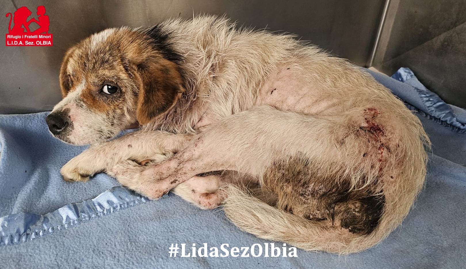 cagnetta abbandonata