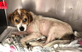 cagnetta abbandonata