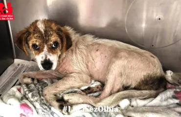 cagnetta abbandonata