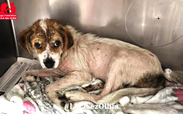 cagnetta abbandonata