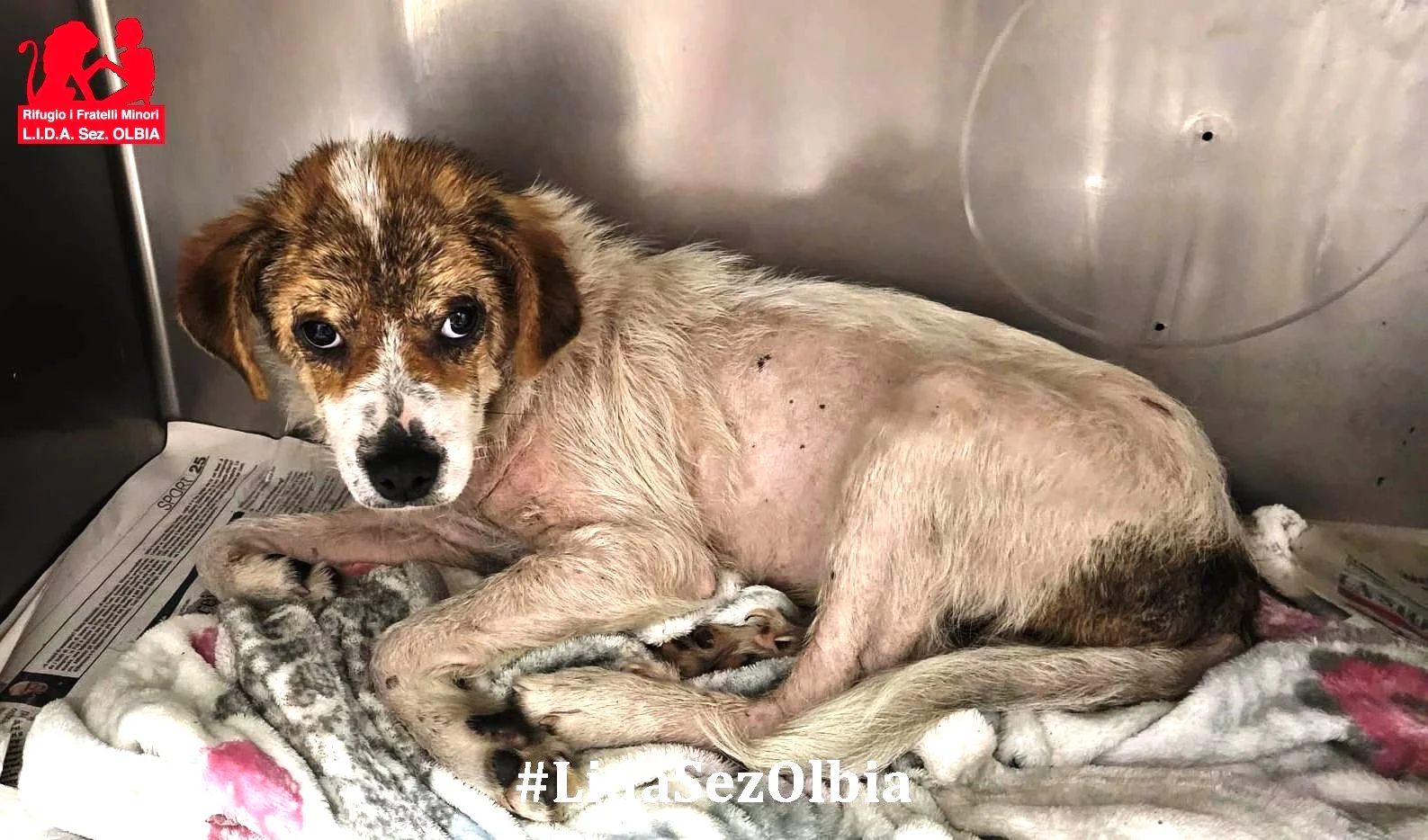 cagnetta abbandonata