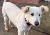 cagnetta in adozione