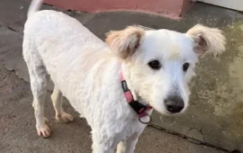 cagnetta in adozione