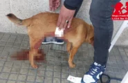 Follia a Olbia, pomeriggio di sangue in centro: 26enne accoltella tre persone e uccide un cane