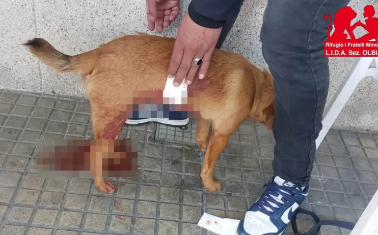 cane accoltellato a olbia