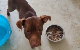 cane in cerca di casa