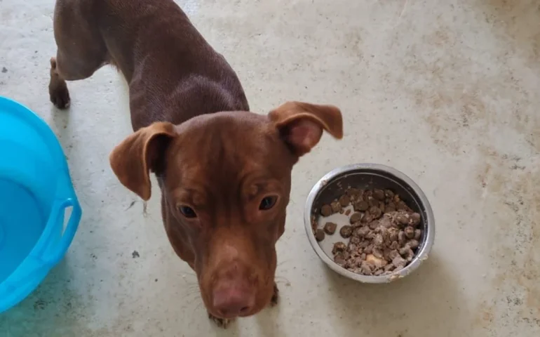 cane in cerca di casa