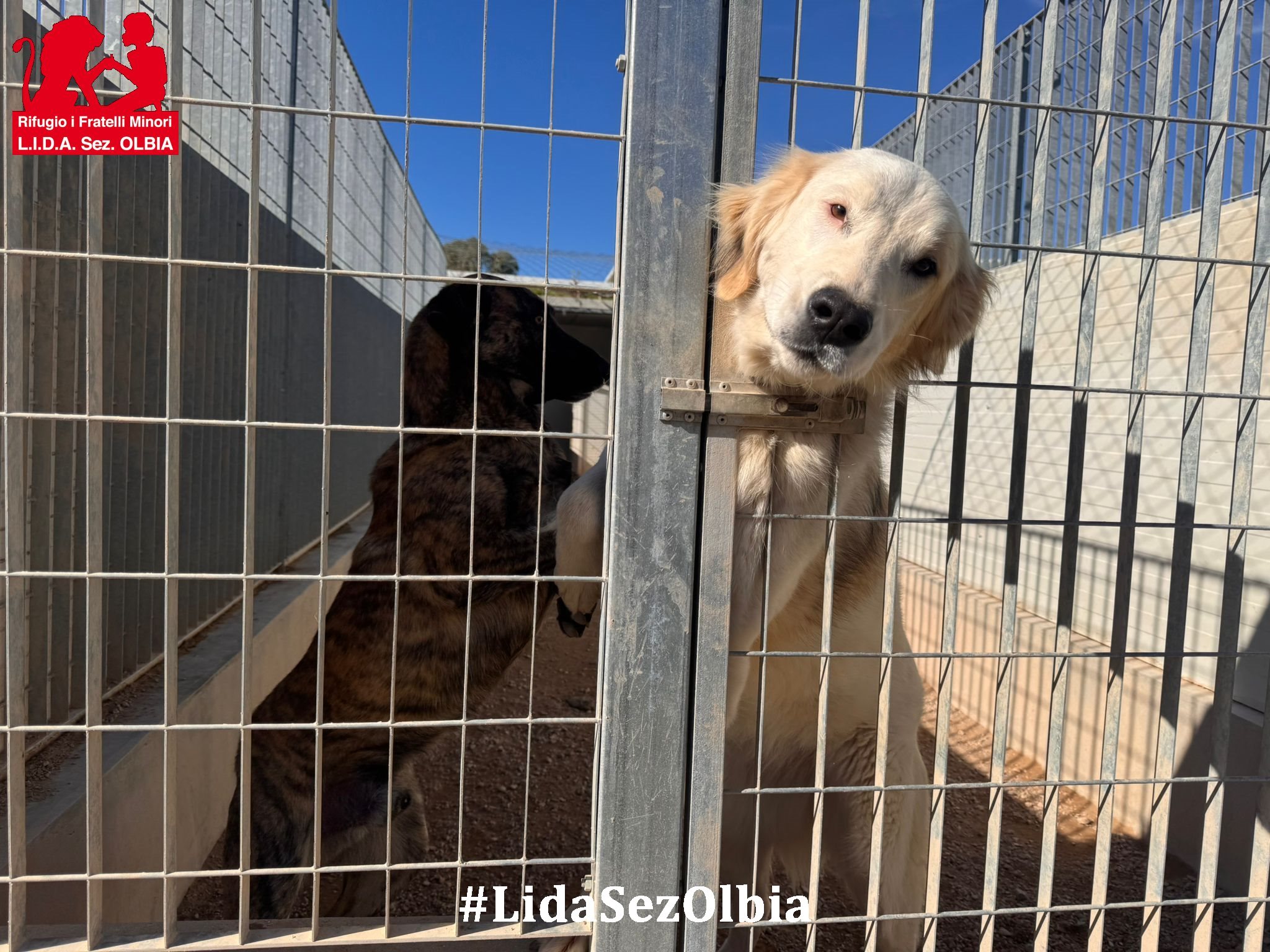 canile olbia