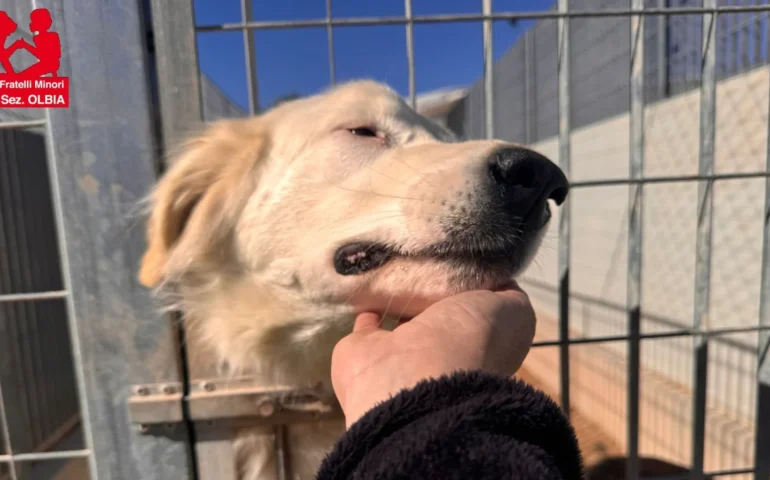 canile olbia