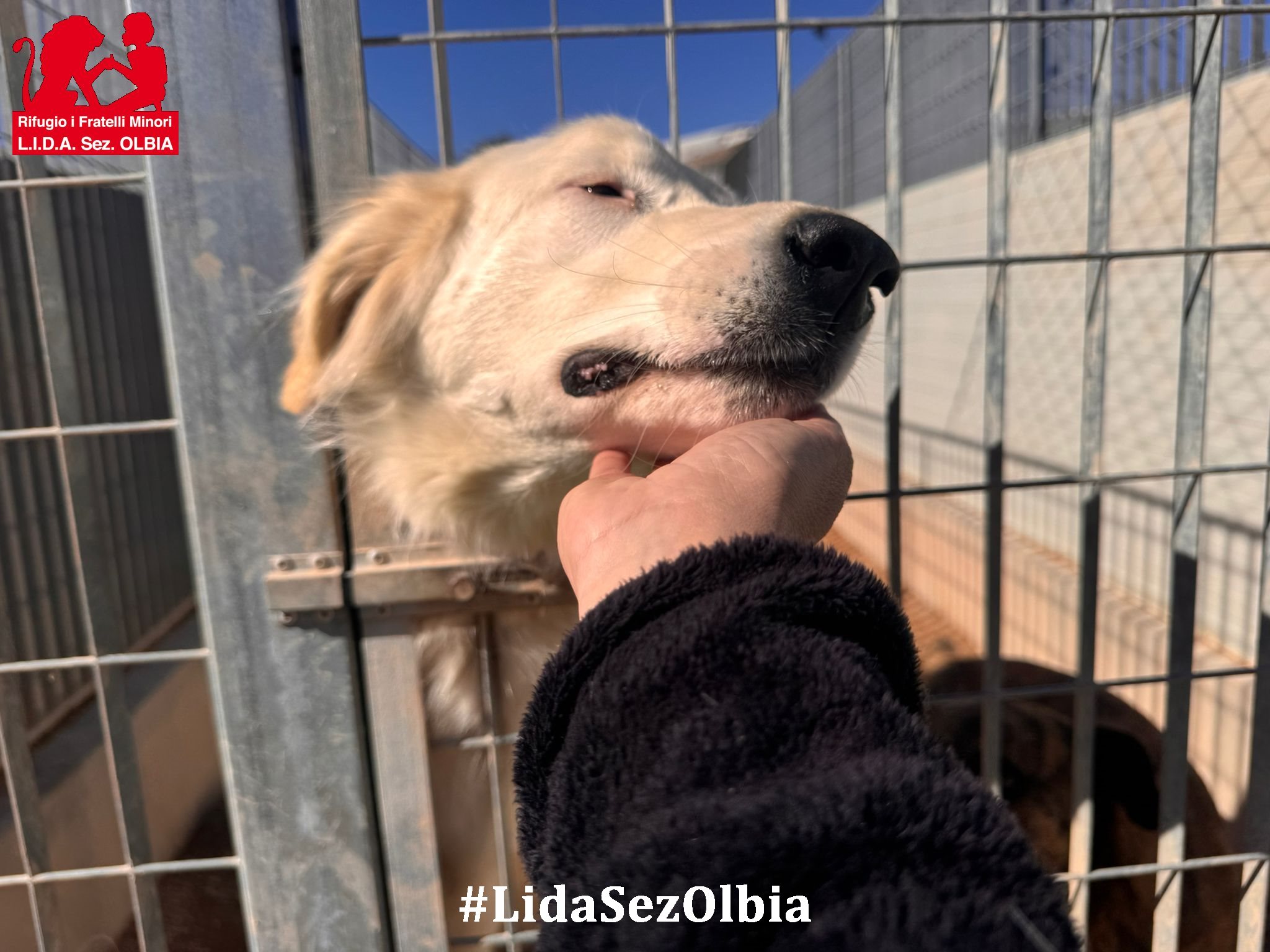 canile olbia