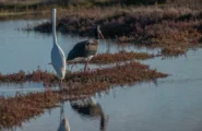 Una rara cicogna nera sceglie la Sardegna e mette radici negli stagni di Olbia