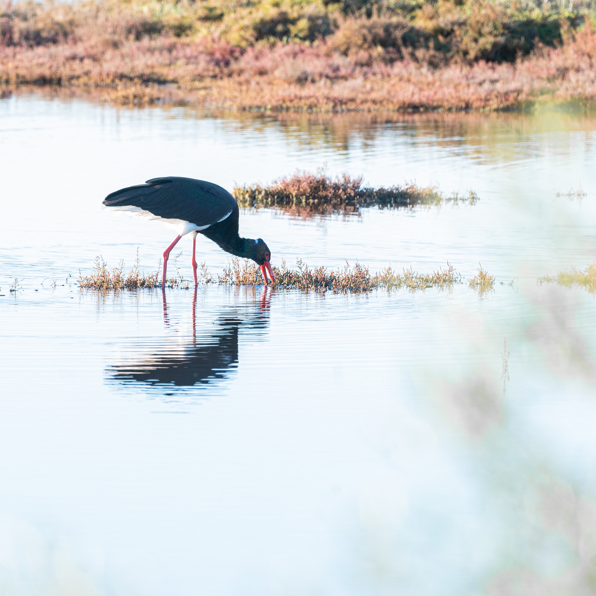 cicogna nera a olbia