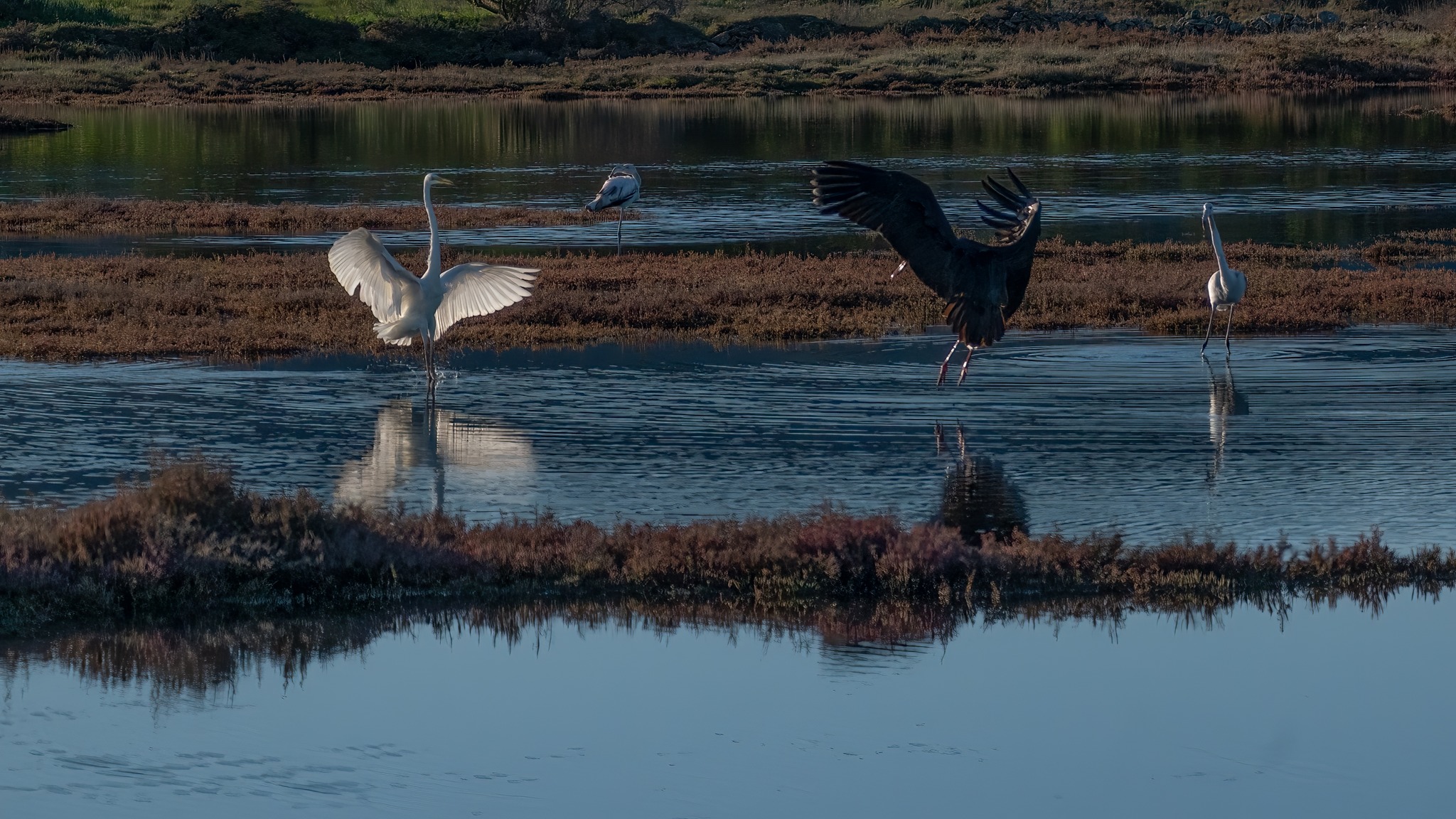 cicogna nera a olbia