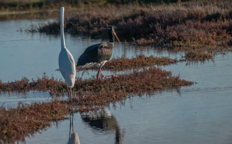 cicogna nera a olbia