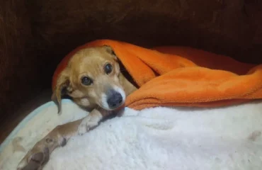 coperte per il rifugio