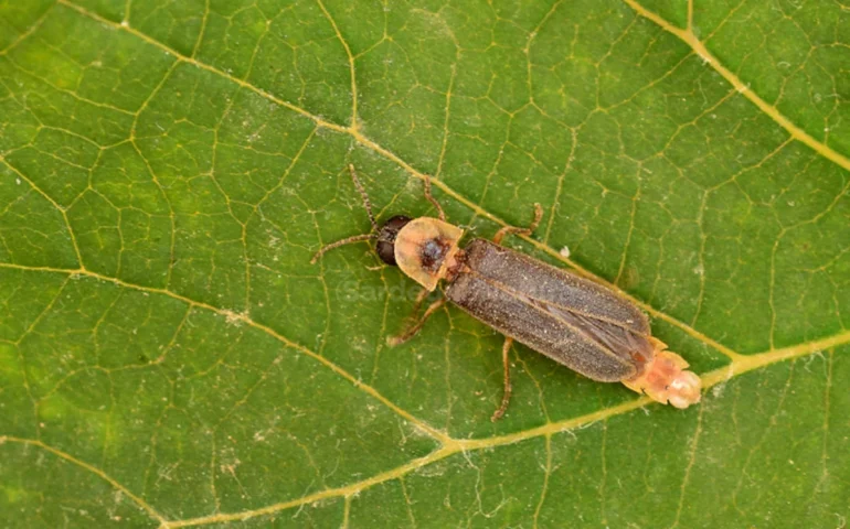 La lucciola che esiste solo in Sardegna: un piccolo tesoro luminoso sempre più raro