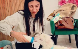 Quartu, salva e adotta un agnellino dolcissimo: la storia di Claudia Serra e del piccolo Raffaello