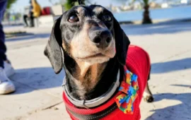 “Invasione” di bassotti al Poetto: torna la Sausage Walk a Cagliari