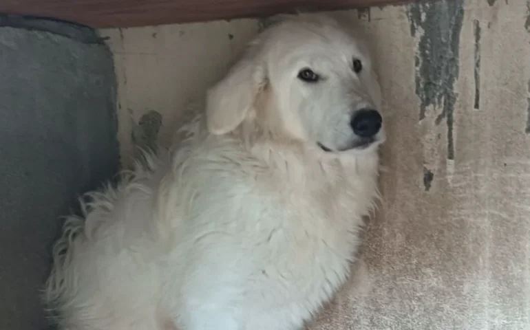 cane in cerca di casa