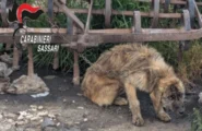 Orrore a Ossi: viveva incatenata, in un inferno di escrementi, scheletrica. Cagnolina salvata dai Carabinieri