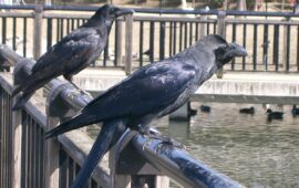 Due corvi (Wikipedia)