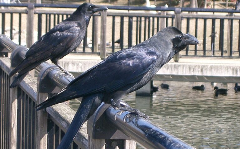 Due corvi (Wikipedia)