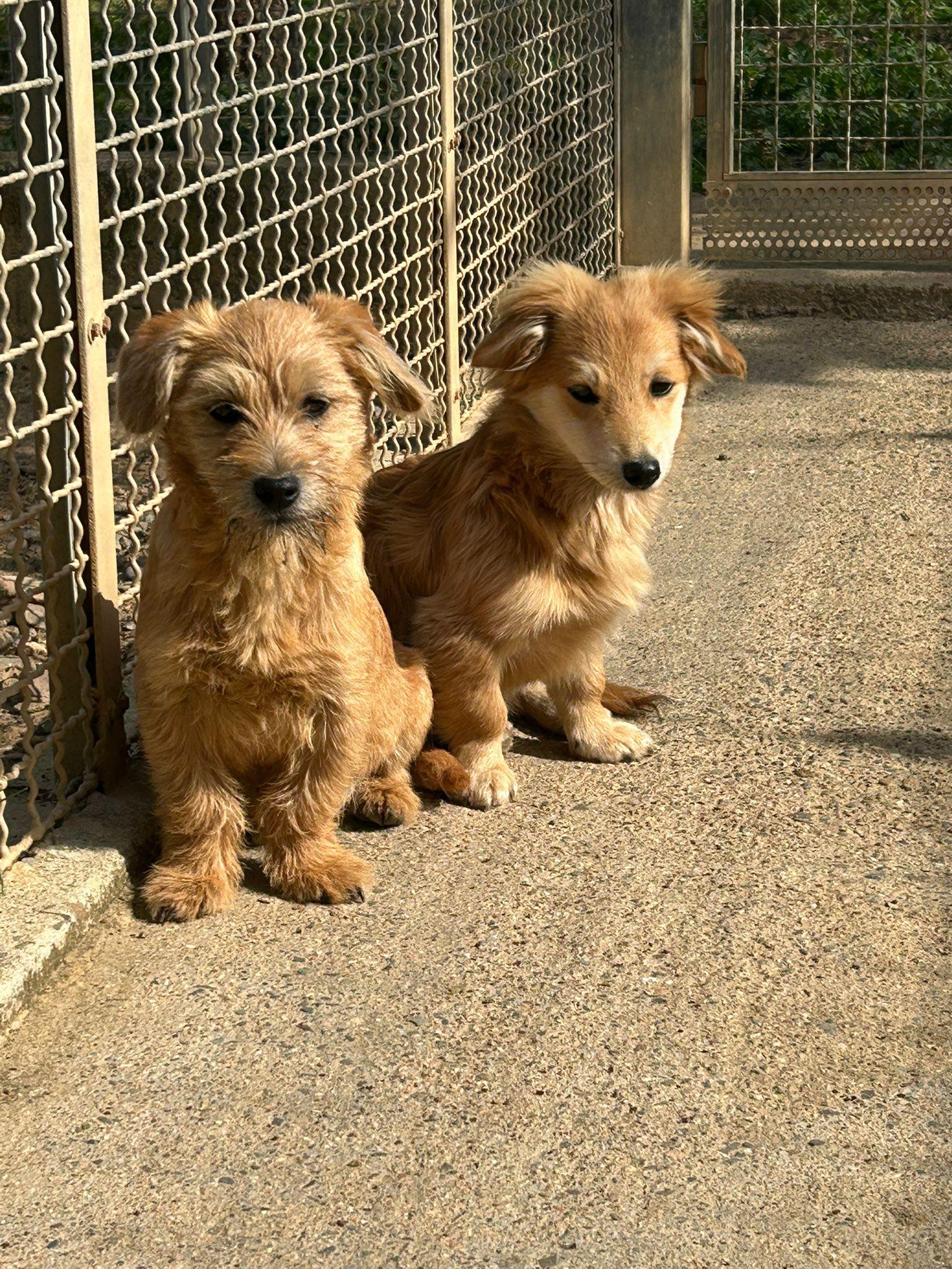 cuccioli abbandonati
