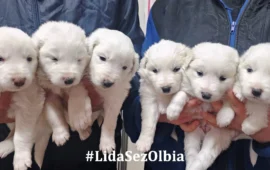 cuccioli abbandonati