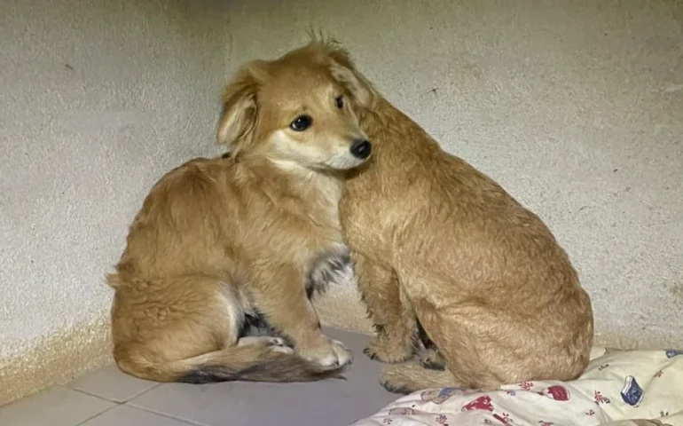 cuccioli abbandonati