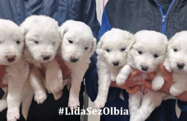 cuccioli abbandonati