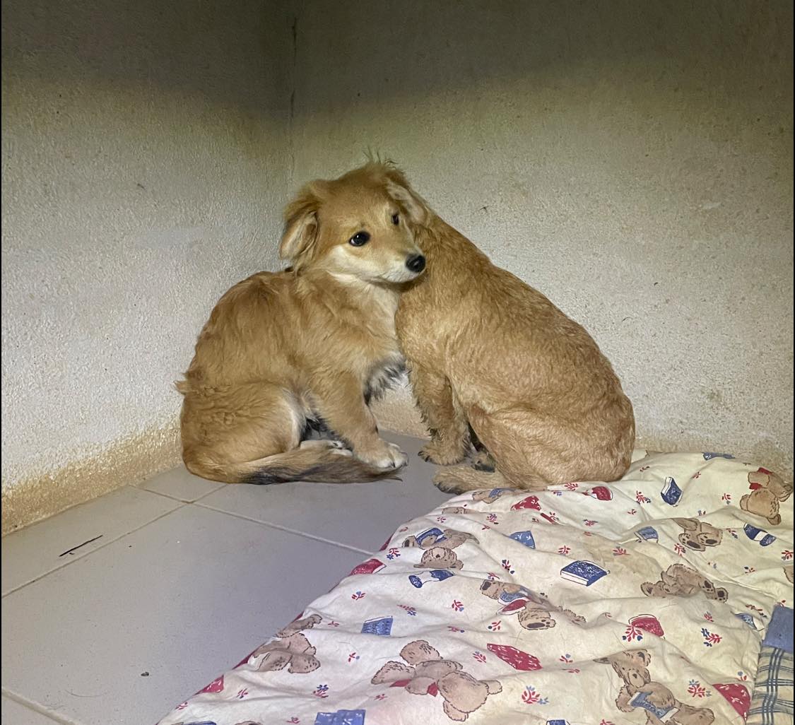 cuccioli abbandonati