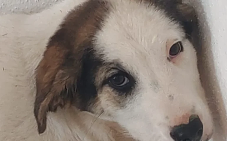 cucciolo in adozione