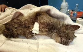 dolianova gattina picchiata