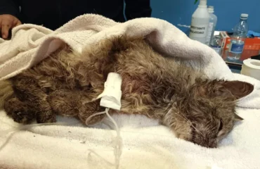 dolianova gattina picchiata