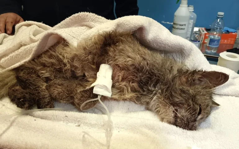 dolianova gattina picchiata