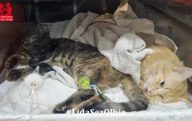 gatto avvelenato a padru