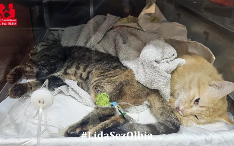 gatto avvelenato a padru