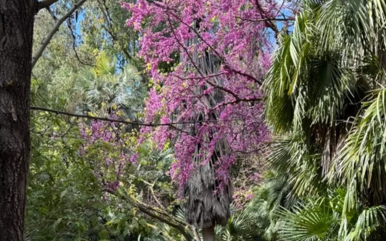 Perché si chiama “Albero di Giuda”? La curiosa storia dietro una delle fioriture più affascinanti della primavera