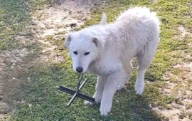 cane con ferro al collo