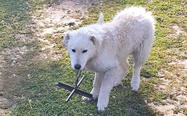 cane con ferro al collo