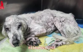 cane da caccia maltrattato