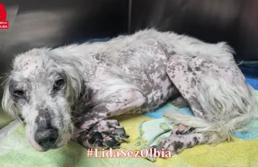 cane da caccia maltrattato