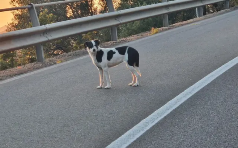 Il cane ritrovato a Teulada