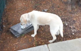 cane trovato a pirri