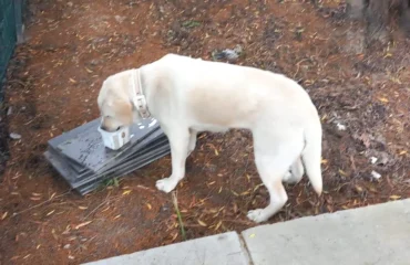 cane trovato a pirri