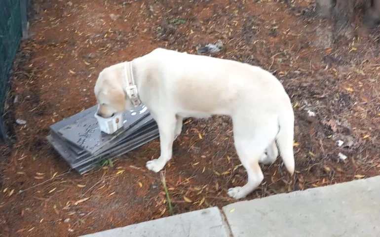 cane trovato a pirri