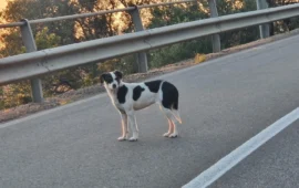 cane vagante teulada