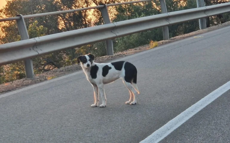 cane vagante teulada