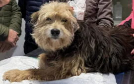 Quattro anni da randagio, poi il miracolo a Villasimius: Pedro torna a casa grazie al microchip e a un cuore grande